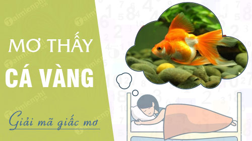 Ý nghĩa giấc mơ thấy cá vàng
